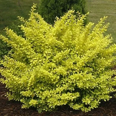 Барбарис АУРЕА тунберга  Барбарис АУРЕА тунберга в Орле