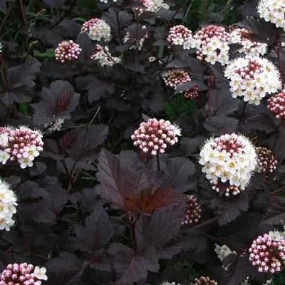 Пузыреплодник ДИАБЛО  Пузыреплодник ДИАБЛО в Орле