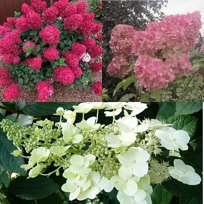 Комплект САД ЭМОЦИЙ в Орле