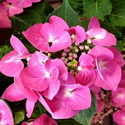 Гортензия ТАУБЕ крупнолистная в Орле