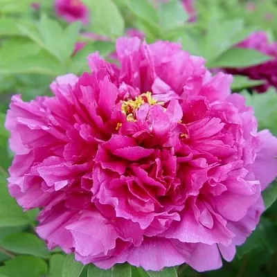 Пион ЛИЛОВАЯ ФАНТАЗИЯ древовидный  Пион ЛИЛОВАЯ ФАНТАЗИЯ древовидный в Орле