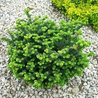 Пихта НАНА бальзамическая  Пихта НАНА бальзамическая в Орле