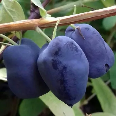 Жимолость съедобная БОРЕАЛ БЬЮТИ (СЕВЕРНАЯ КРАСАВИЦА)  Жимолость съедобная БОРЕАЛ БЬЮТИ (СЕВЕРНАЯ КРАСАВИЦА) в Орле