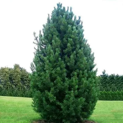 Сосна кедровая   Сосна кедровая  в Орле