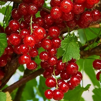 Смородина красная НАТАЛИ  Смородина красная НАТАЛИ в Орле