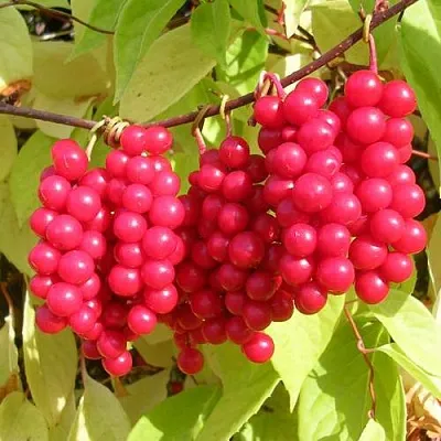 Лимонник ПЕРВЕНЕЦ китайский  Лимонник ПЕРВЕНЕЦ китайский в Орле