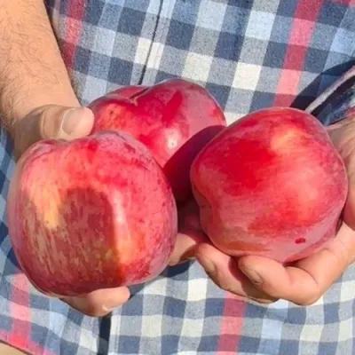 Яблоня ПАМЯТЬ КОВАЛЕНКО — описание сорта Яблоня ПАМЯТЬ КОВАЛЕНКО в Орле