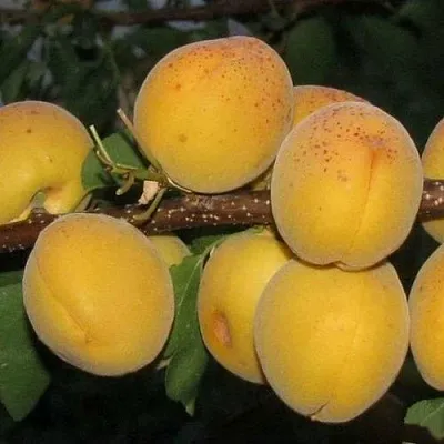 Абрикос ДЕСЕРТНЫЙ ГОЛУБЕВА в Орле