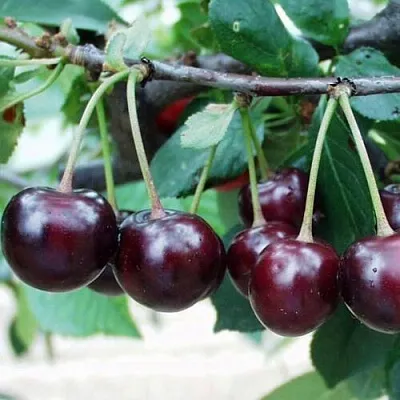 Вишня Морозовка Вишня Морозовка