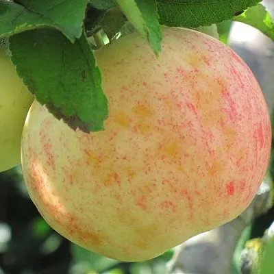 Яблоня ЛЕТНЕЕ СЛАДКОЕ  Яблоня ЛЕТНЕЕ СЛАДКОЕ в Орле