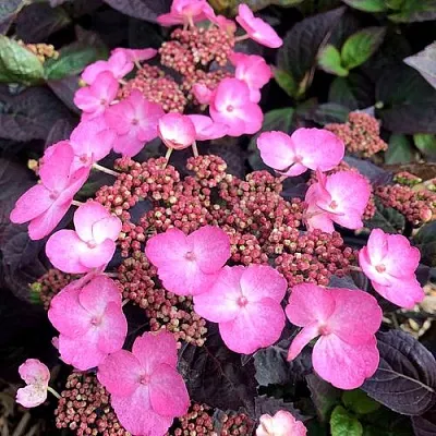 Гортензия ДАРЕДЕВИЛ пильчатая  Гортензия ДАРЕДЕВИЛ пильчатая в Орле