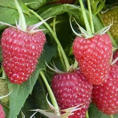 Малина ЕВРАЗИЯ в Орле