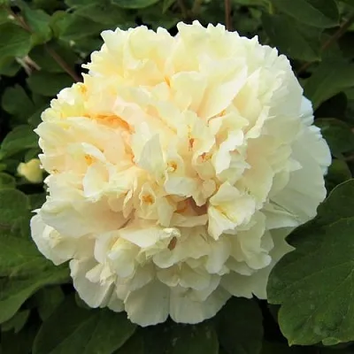 Пион НЕЖНЫЙ ГОЛОС древовидный  Пион НЕЖНЫЙ ГОЛОС древовидный в Орле