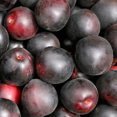 Абрикос ЧЕРНЫЙ ПРИНЦ в Орле