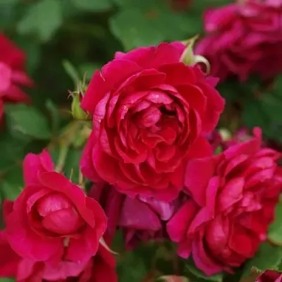 Саженцы роз КВАДРА плетистая  Саженцы роз КВАДРА плетистая в Орле