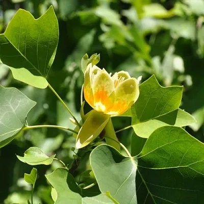 ЛИРИОДЕНДРОН тюльпанный  ЛИРИОДЕНДРОН тюльпанный в Орле