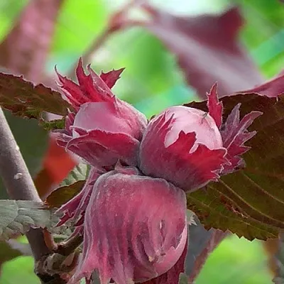 Фундук КАРДИНАЛ  Фундук КАРДИНАЛ в Орле