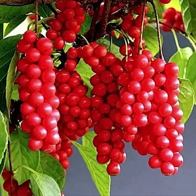 Лимонник САДОВЫЙ 1 китайский   Лимонник САДОВЫЙ 1 китайский  в Орле