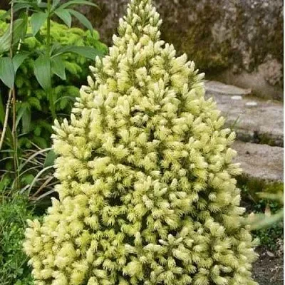 Ель МАЙГОЛД колючая  Ель МАЙГОЛД колючая в Орле