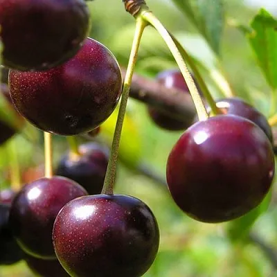 Вишня ЛИВЕНСКАЯ  Вишня ЛИВЕНСКАЯ в Орле