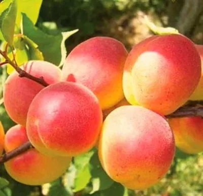 Абрикос NJA-19 в Орле