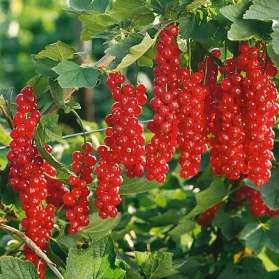 Смородина красная РУДНЕУС в Орле