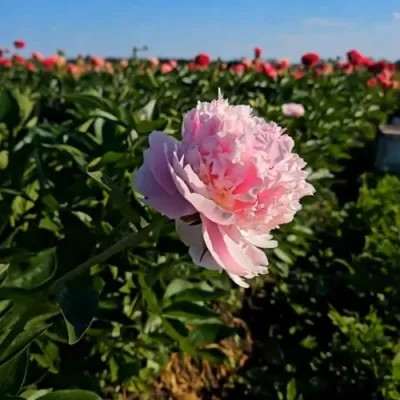 Пион ИМПЕРАТОРСКАЯ НАЛОЖНИЦА древовидный в Орле