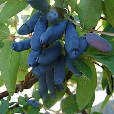 Жимолость съедобная ГОРДОСТЬ БАКЧАРА  Жимолость съедобная ГОРДОСТЬ БАКЧАРА в Орле