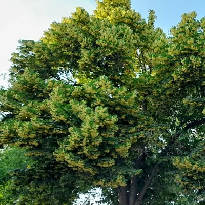 Липа  Липа в Орле