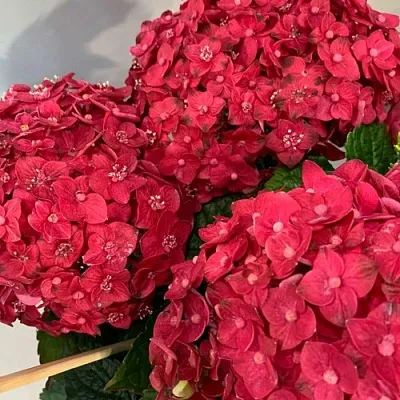 Гортензия ЭНДЛЕСС САММЕР ЛАВ крупнолистная  Гортензия ЭНДЛЕСС САММЕР ЛАВ крупнолистная в Орле