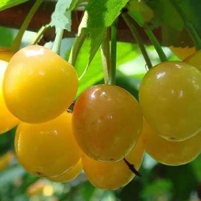 Черешня ЯНТАРНАЯ  Черешня ЯНТАРНАЯ в Орле