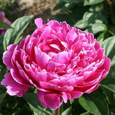 Пион СЕБАСТЬЯН МААС травянистый  Пион СЕБАСТЬЯН МААС травянистый в Орле