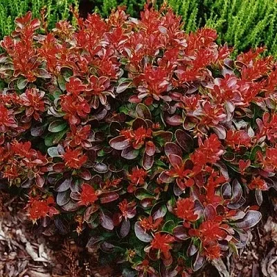 Барбарис КАРМЕН тунберга  Барбарис КАРМЕН тунберга в Орле