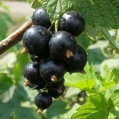 Смородина черная ПИГМЕЙ  Смородина черная ПИГМЕЙ в Орле