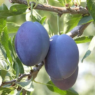 Слива СТЭНЛИ  Слива СТЭНЛИ в Орле