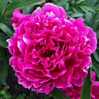 Пион КАРЛ РОЗЕНФЕЛЬД травянистый  Пион КАРЛ РОЗЕНФЕЛЬД травянистый в Орле