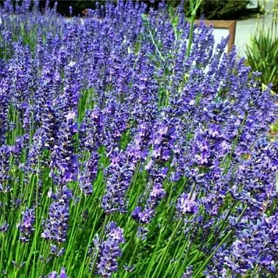 Лаванда ФЕНОМЕНАЛ узколистная  Лаванда ФЕНОМЕНАЛ узколистная в Орле
