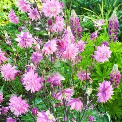 Аквилегия БАРЛОУ ПИНК гибрид МакКаны — описание сорта Аквилегия БАРЛОУ ПИНК гибрид МакКаны в Орле