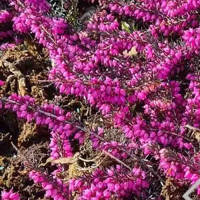 ЭРИКА "АЛЬПИЙСКИЙ ВЕРЕСК" (зимующая) сорт АТРОРУБРА  ЭРИКА "АЛЬПИЙСКИЙ ВЕРЕСК" (зимующая) сорт АТРОРУБРА в Орле