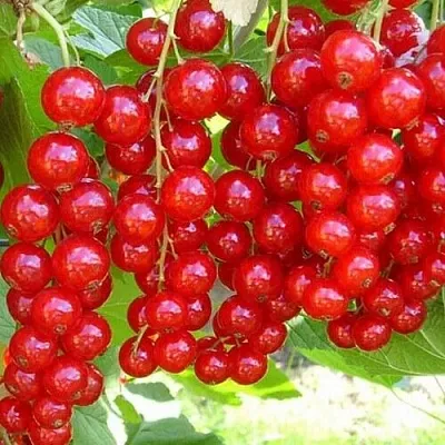 Смородина красная ФЕРТОДИ в Орле