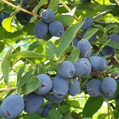 саженцы жимолости саженцы жимолости