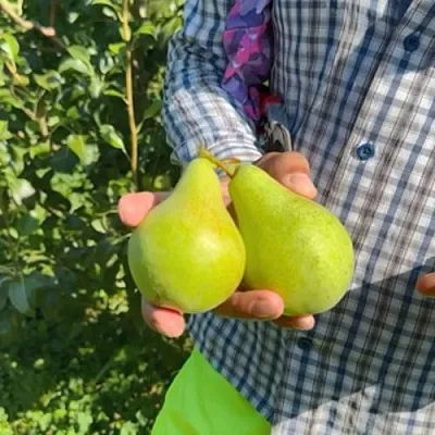 Груша ЗАРЕЧНАЯ КОМПАКТНАЯ  Груша ЗАРЕЧНАЯ КОМПАКТНАЯ в Орле