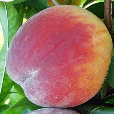 Персик ТОП СВИТ  Персик ТОП СВИТ в Орле