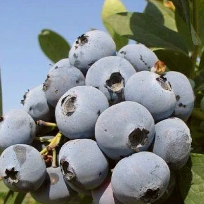 Голубика ЦУКЕР ТРАУБЕ в Орле