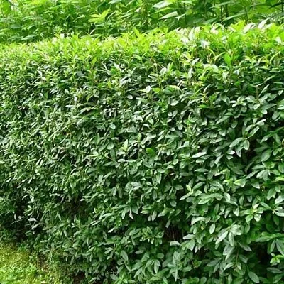 Бирючина обыкновенная  Бирючина обыкновенная в Орле