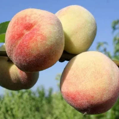 Персик ДОНЕЦКИЙ БЕЛЫЙ  Персик ДОНЕЦКИЙ БЕЛЫЙ в Орле