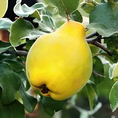 Айва МИР в Орле