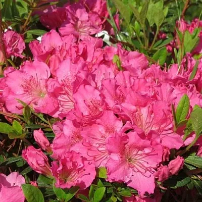 Азалия КИРСТИН японская  Азалия КИРСТИН японская в Орле