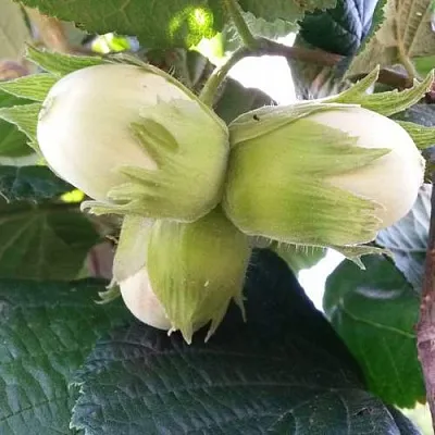 Фундук ЮННАТ  Фундук ЮННАТ в Орле