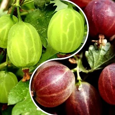 Комплект СКАЗКА в Орле